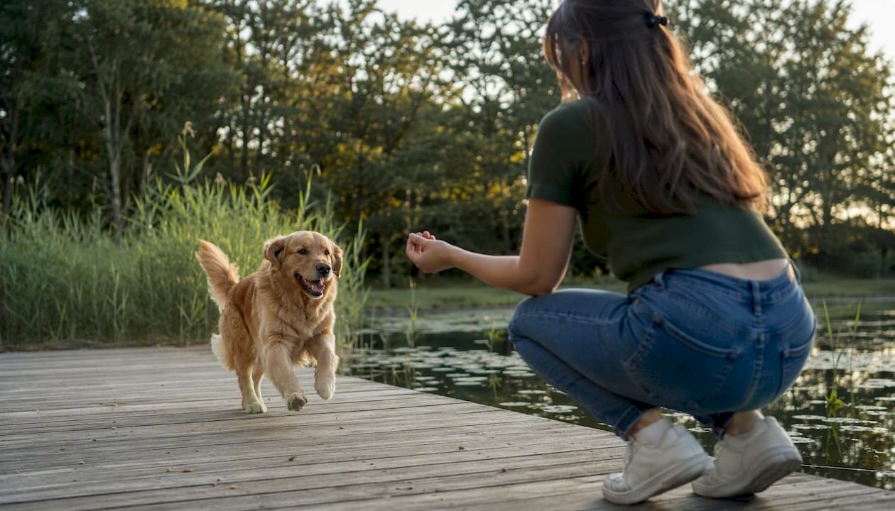 Woman training golden retriever recall outdoors