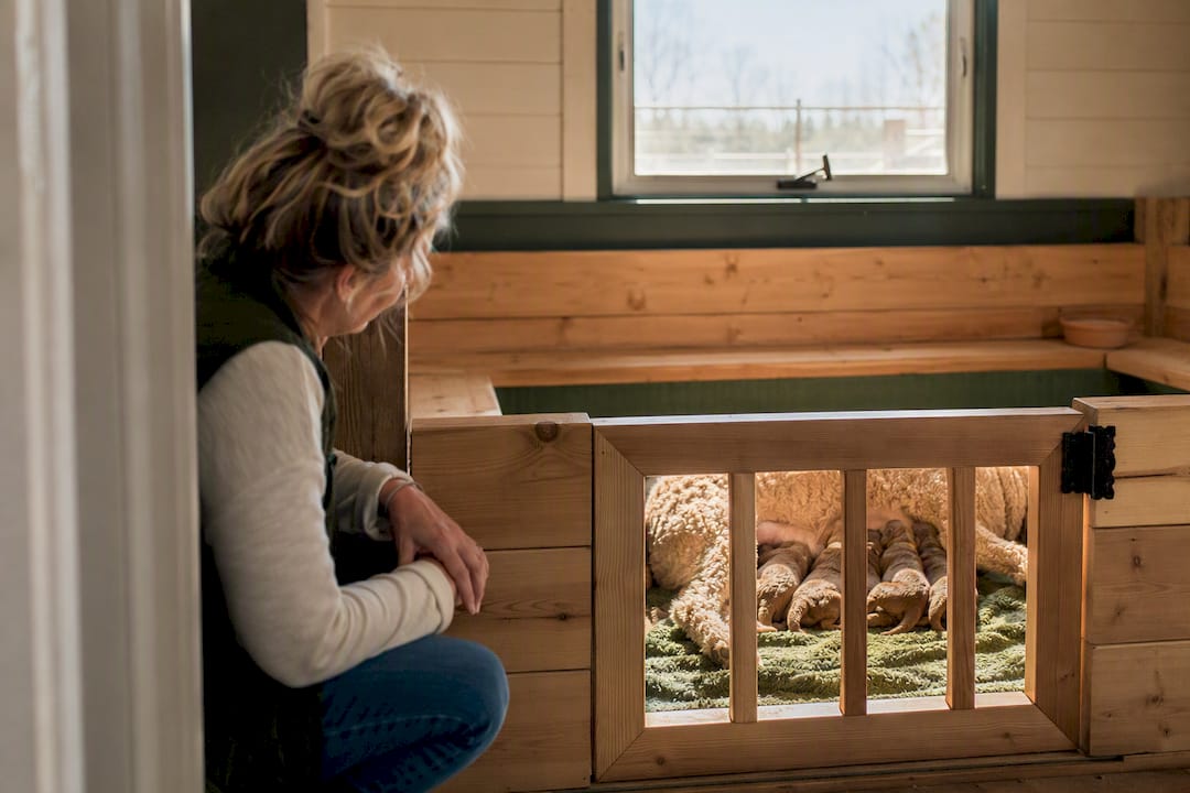 Breeder observing puppies in a clean whelping room