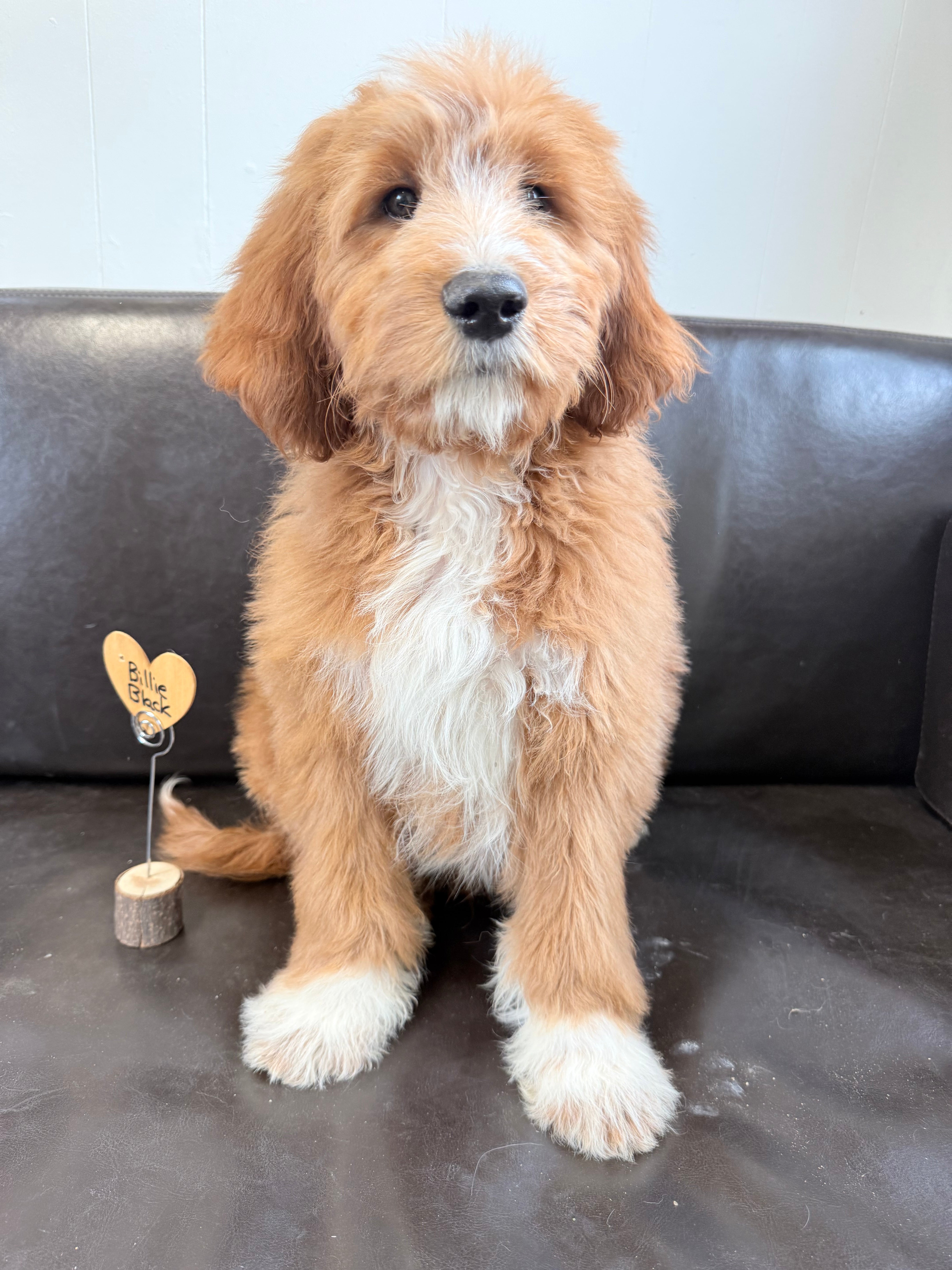 Why a Lakewood Pup?
