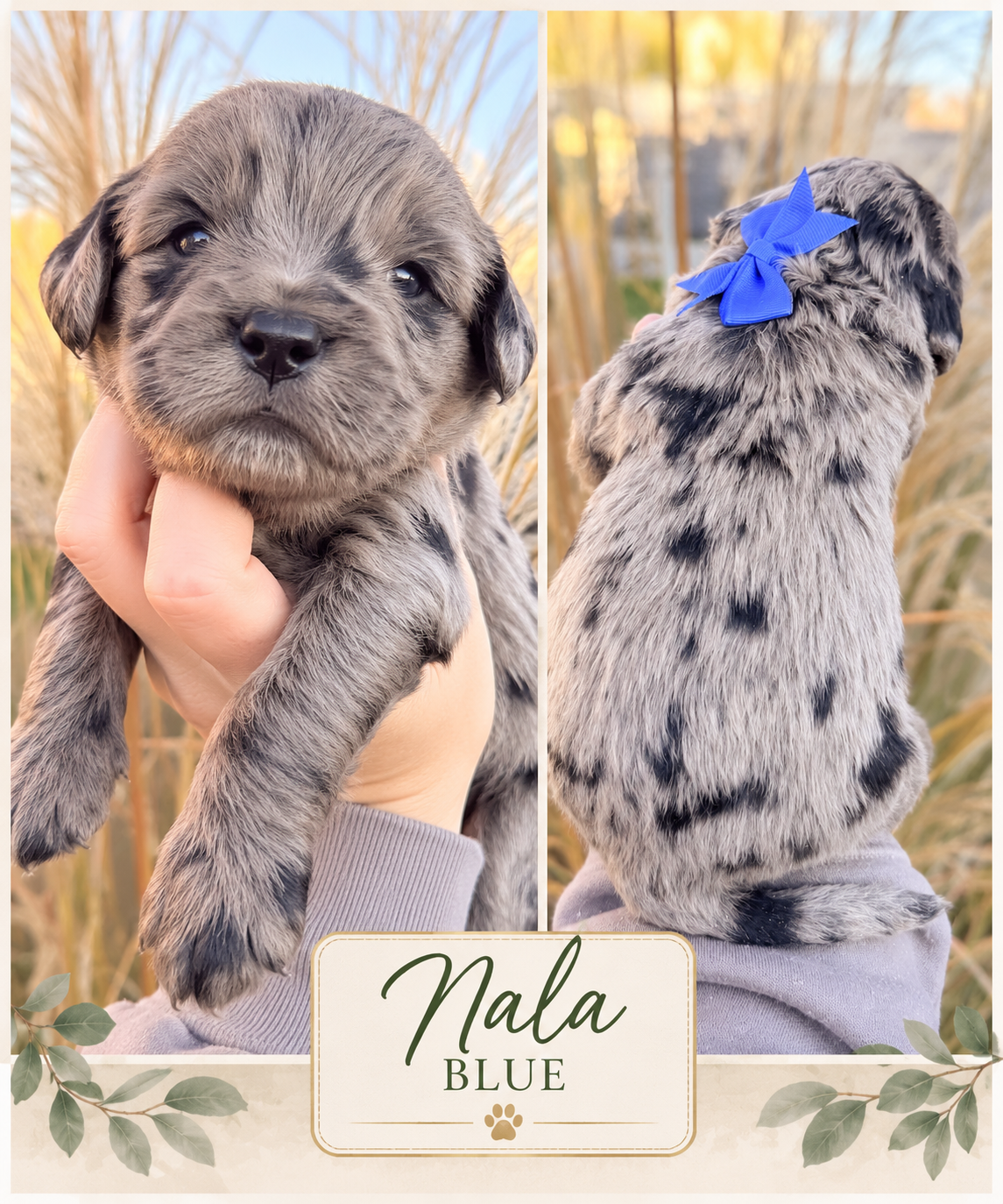 Nala Blue Collar Male