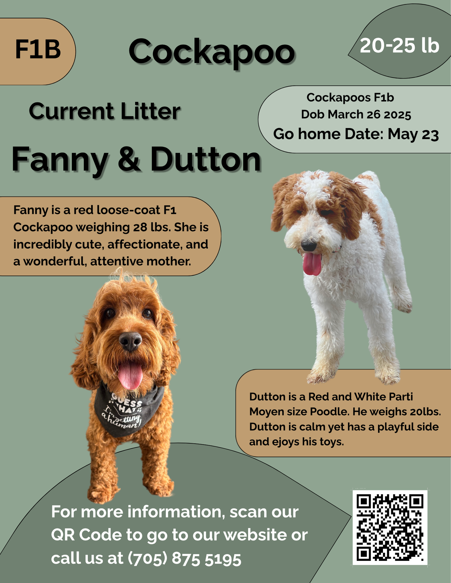 Fanny's Yellow Collar