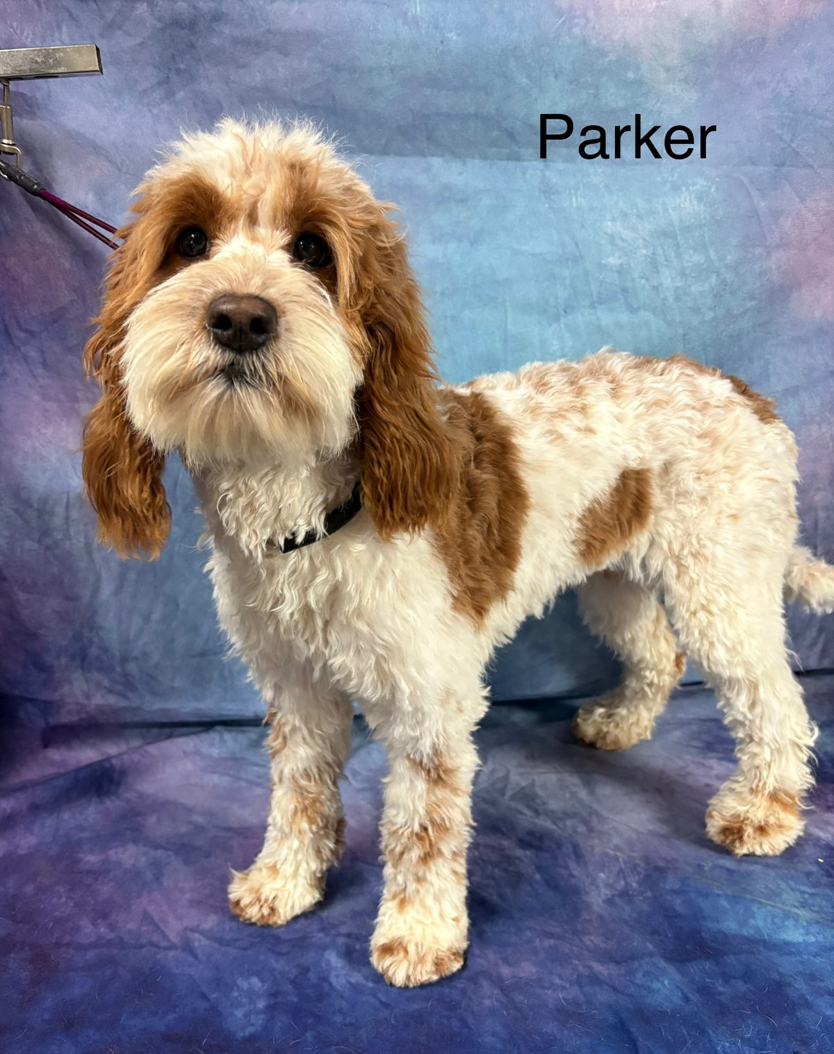 Parker