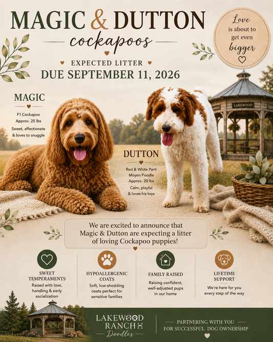 Magic & Dutton’s Upcoming Cockapoo Litter