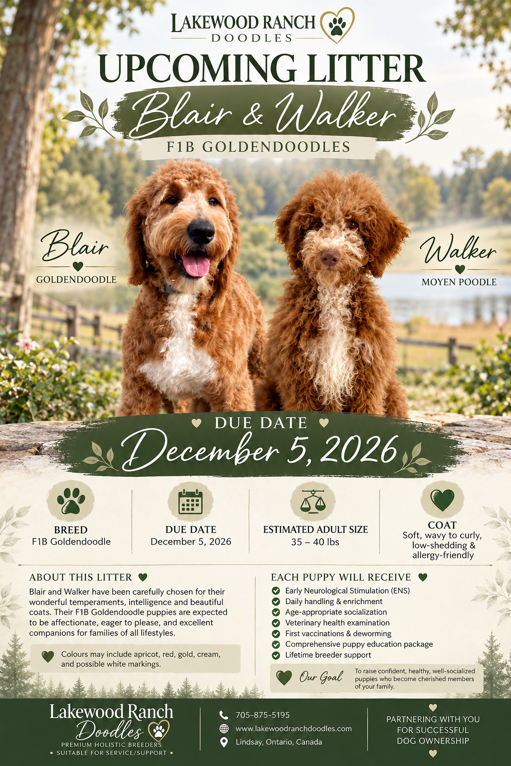 Blair and Walker's Upcoming F1b Goldendoodle Litter