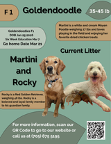 Martini's Brown Collar