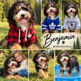 NEW Litter-Charlie and Benjamin's F1b Bernedoodle Litter