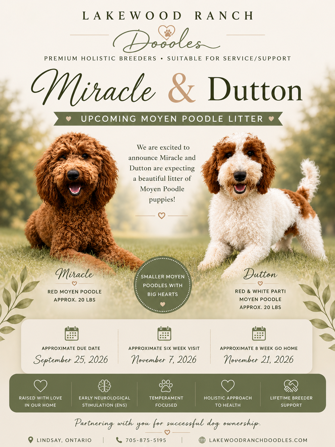 Upcoming Litter-Miracle and Dutton's Poodle Litter