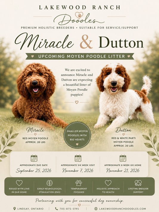 Upcoming Litter-Miracle and Dutton's Poodle Litter