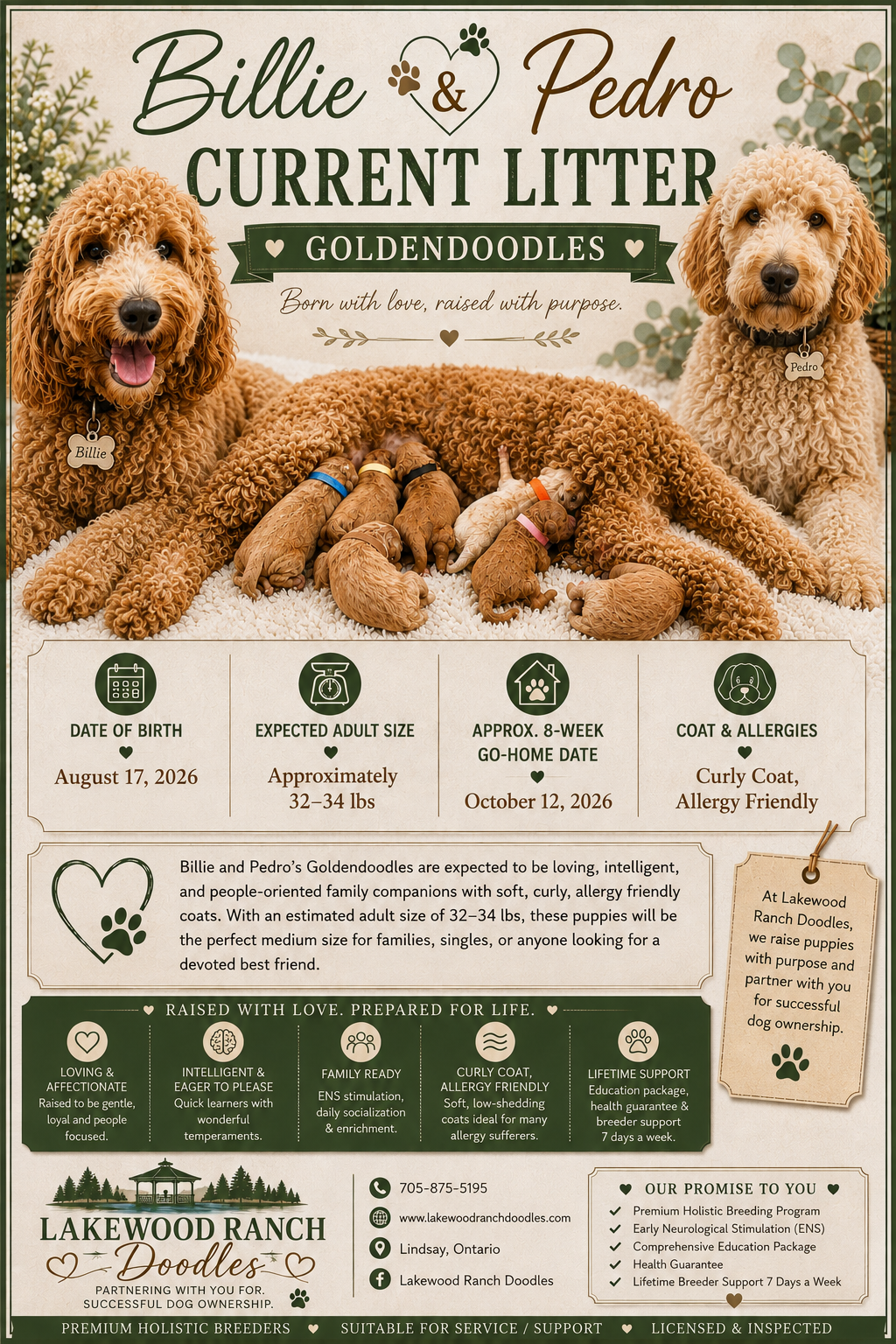 Billie & Pedro’s New Goldendoodles