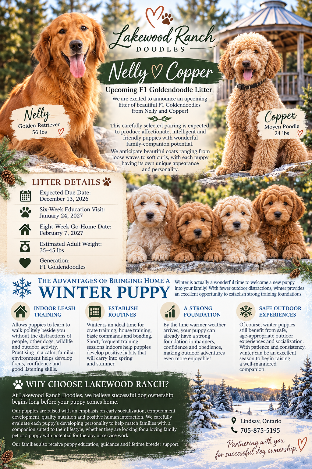 Nelly and Copper's Upcoming F1 Goldendoodle Litter