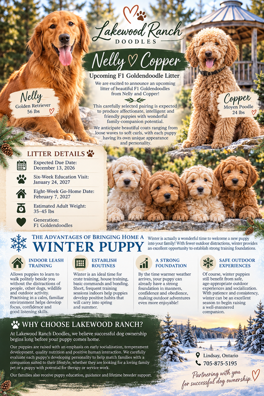 Nelly and Copper's Upcoming F1 Goldendoodle Litter