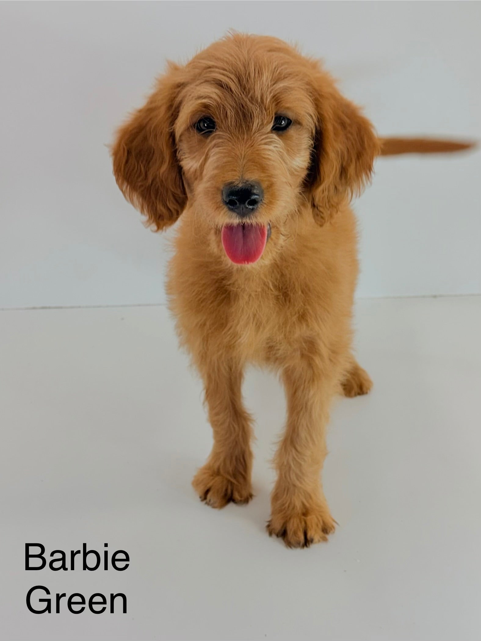 Barbie's Green Collar