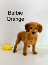Barbie's Orange Collar