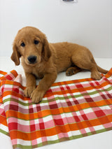 Pearl's Black Collar Male