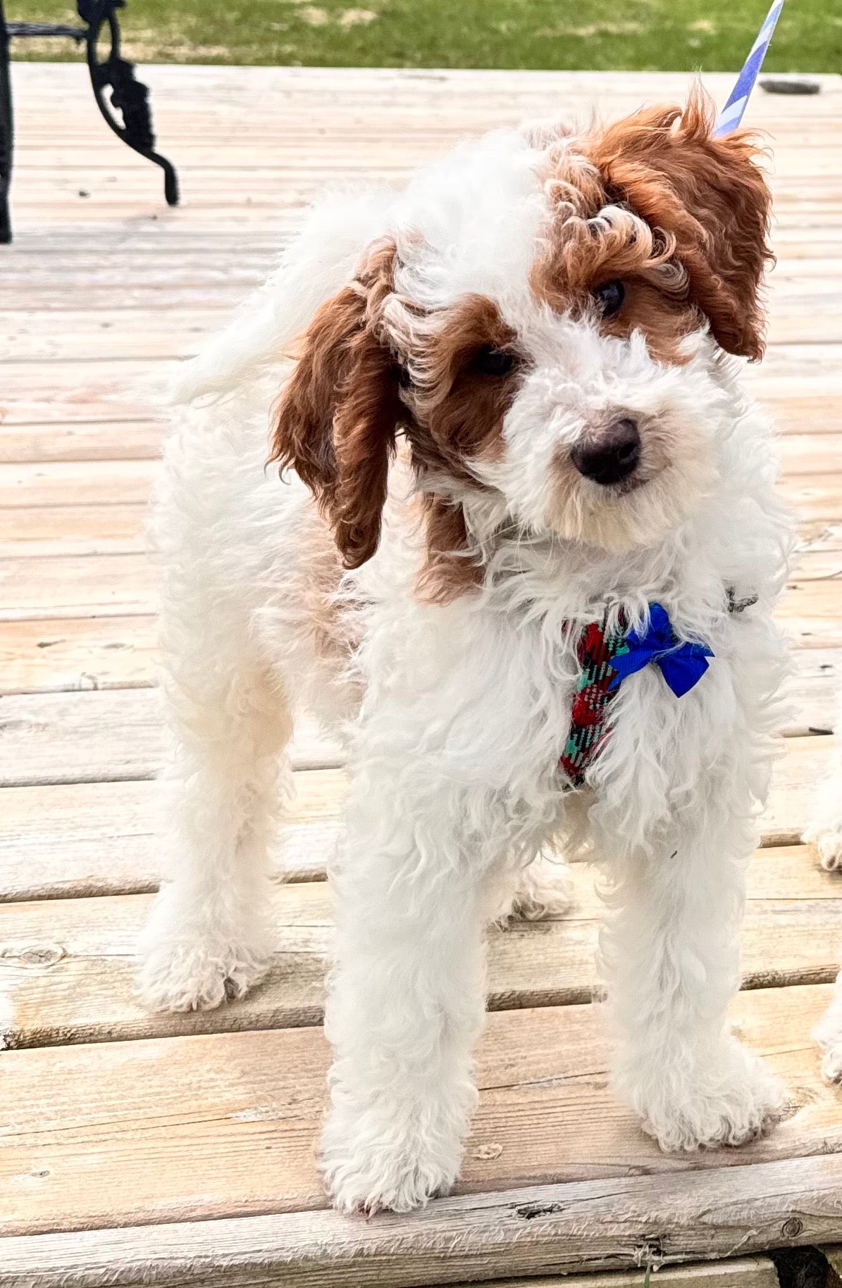 Melody's Blue Collar