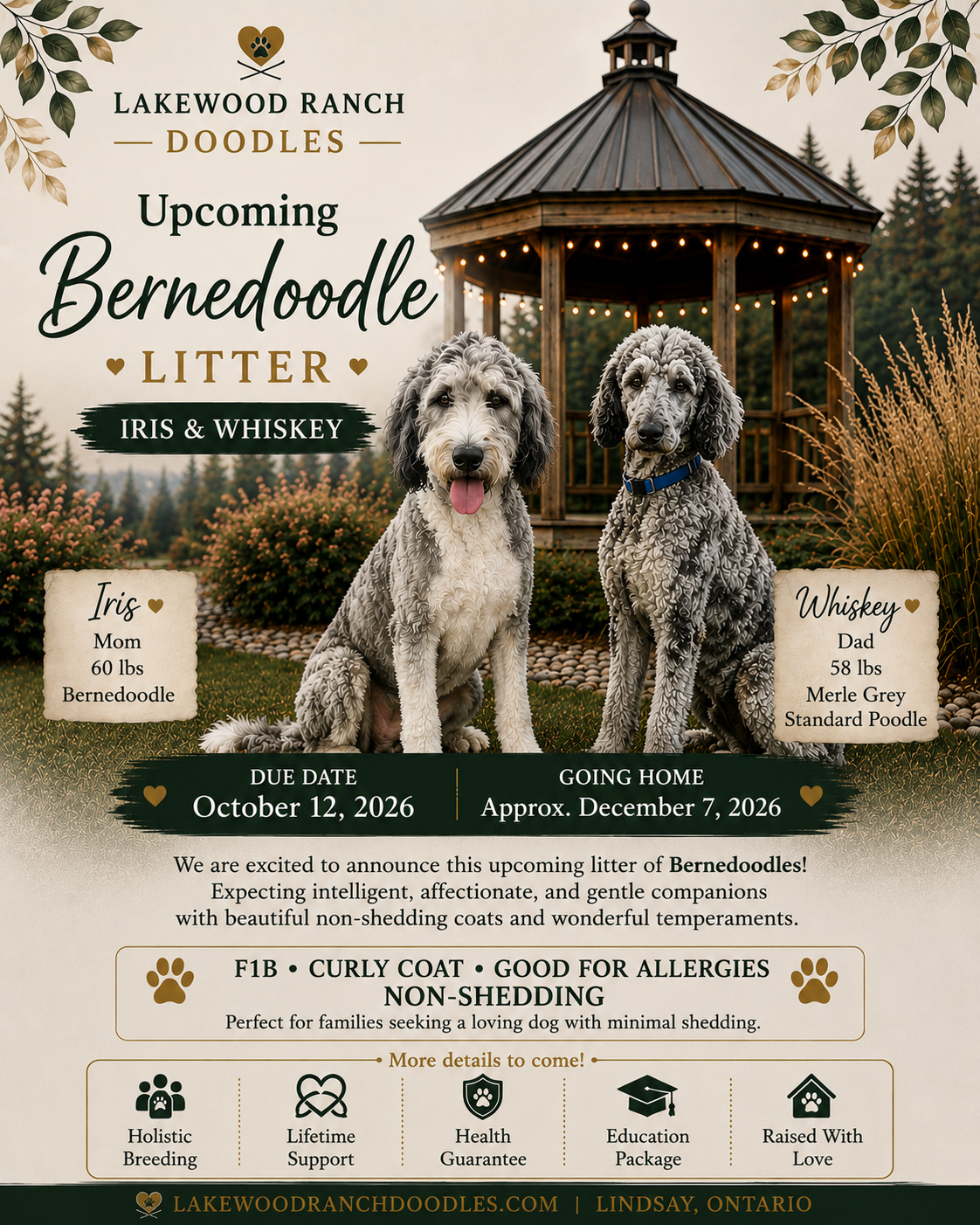 Upcoming Litter-Iris and Whiskeys' F1b Bernedoodle Litter