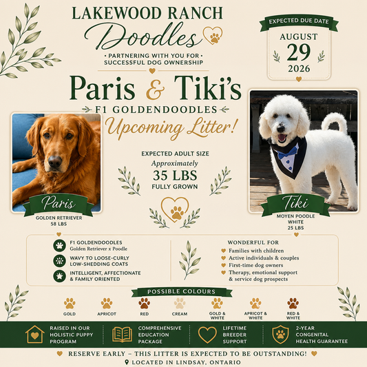 Paris & Tiki’s F1 Upcoming Goldendoodles