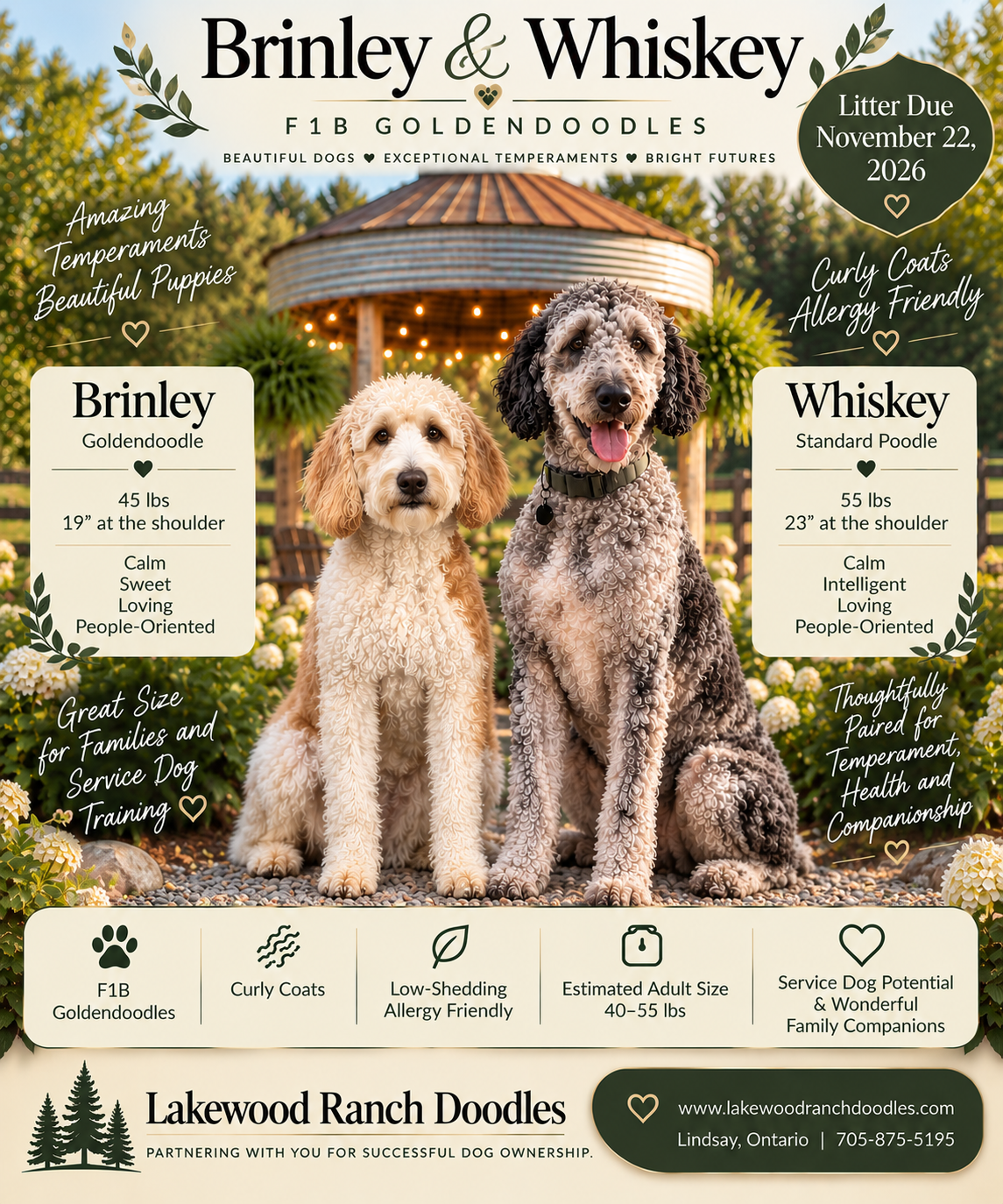 Brinley and Whiskey's Upcoming F1b Goldendoodle Litter
