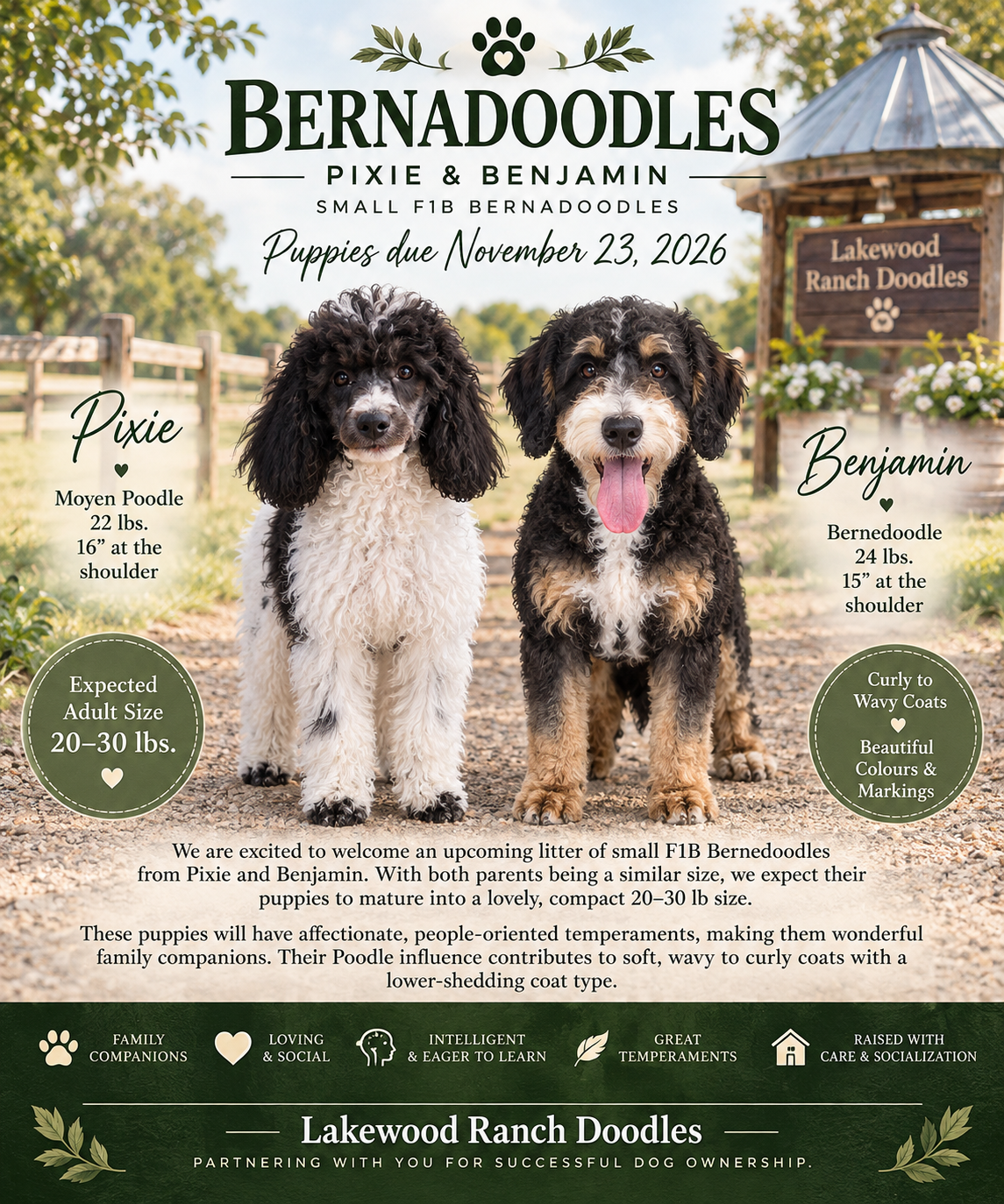 Pixie and Benjamin's Upcoming F1b Goldendoodle Litter