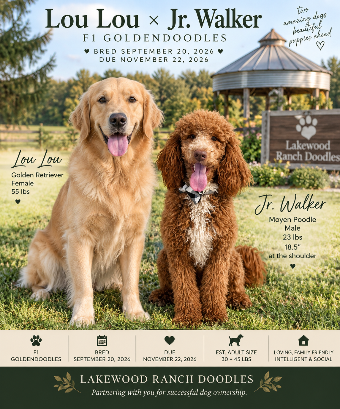 Lou Lou and Walker's Upcoming F1 Goldendoodle Litter