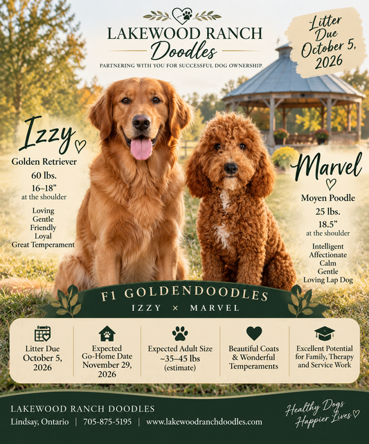Izzy and Marvel's Upcoming F1 Goldendoodle Litter