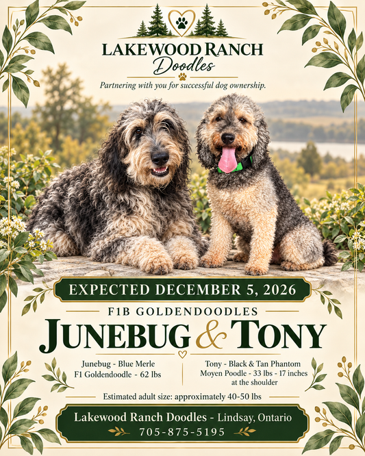June Bug and Tony's Upcoming F1b Goldendoodle Litter