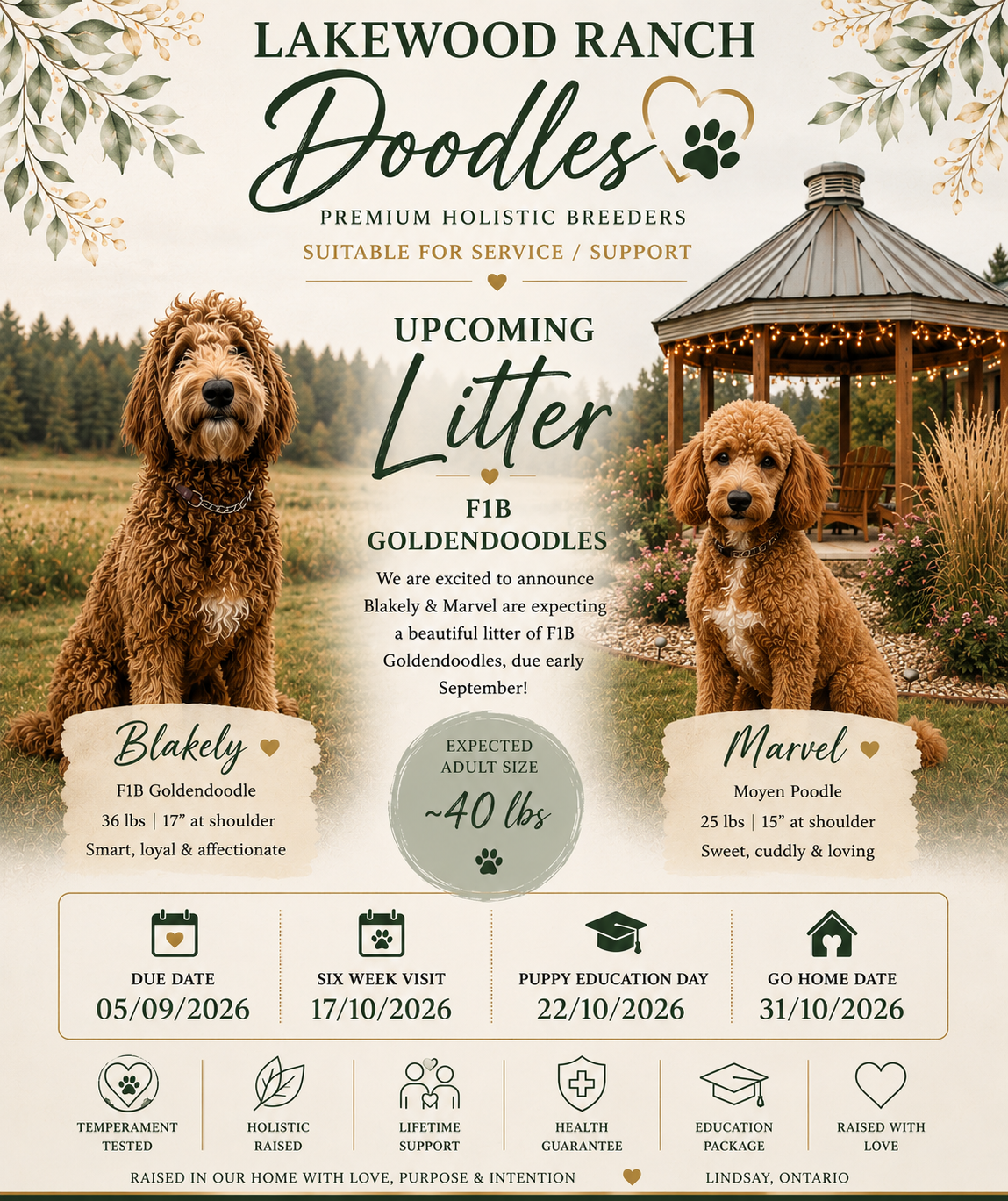 Blakely & Marvel – Upcoming F1B Goldendoodle Litter