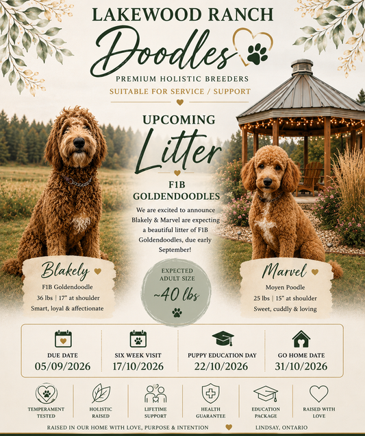 Blakely & Marvel – Upcoming F1B Goldendoodle Litter