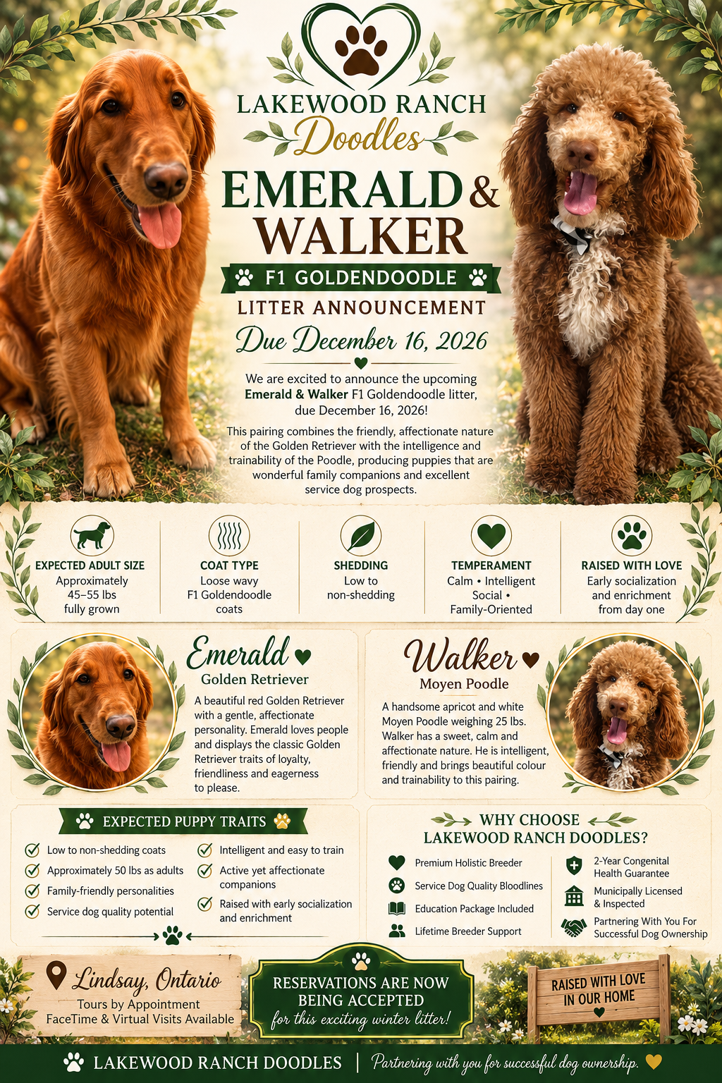 Emerald and Walker's Upcoming F1 Goldendoodle Litter (Copy)