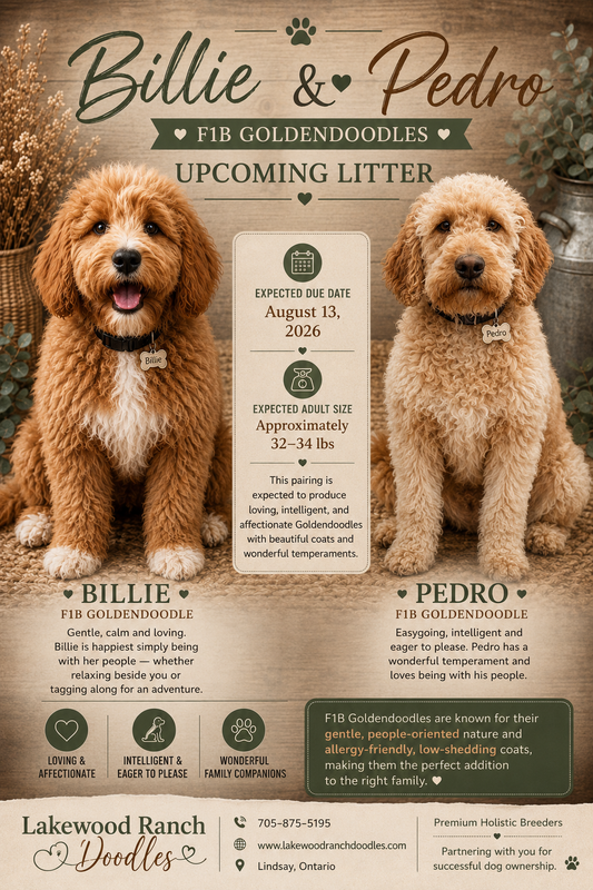 Billie & Pedro’s Upcoming F2B Goldendoodles