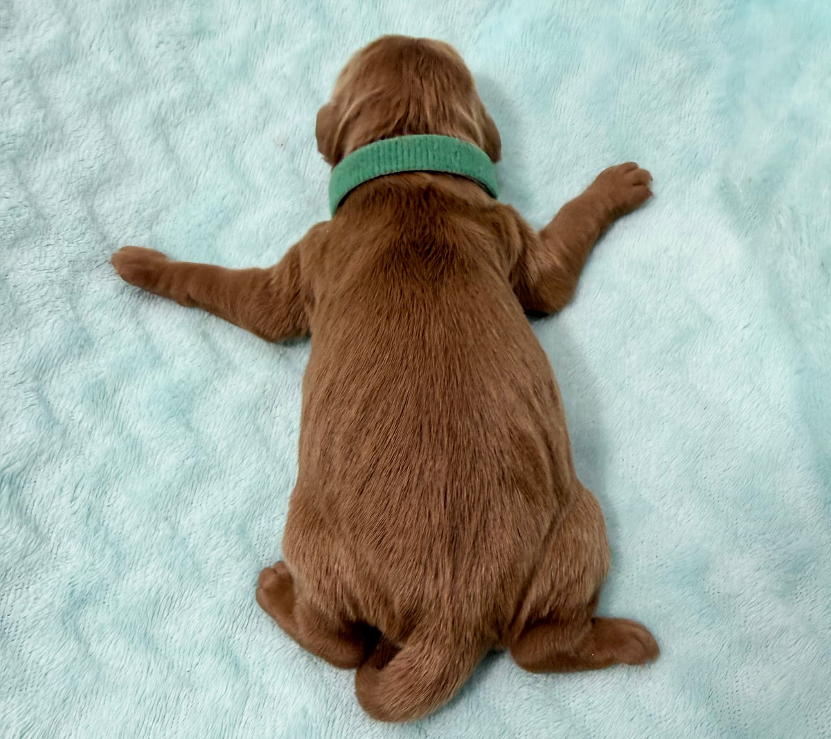 Izzy Green Collar Male