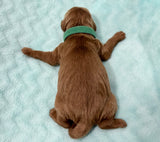 Izzy Green Collar Male