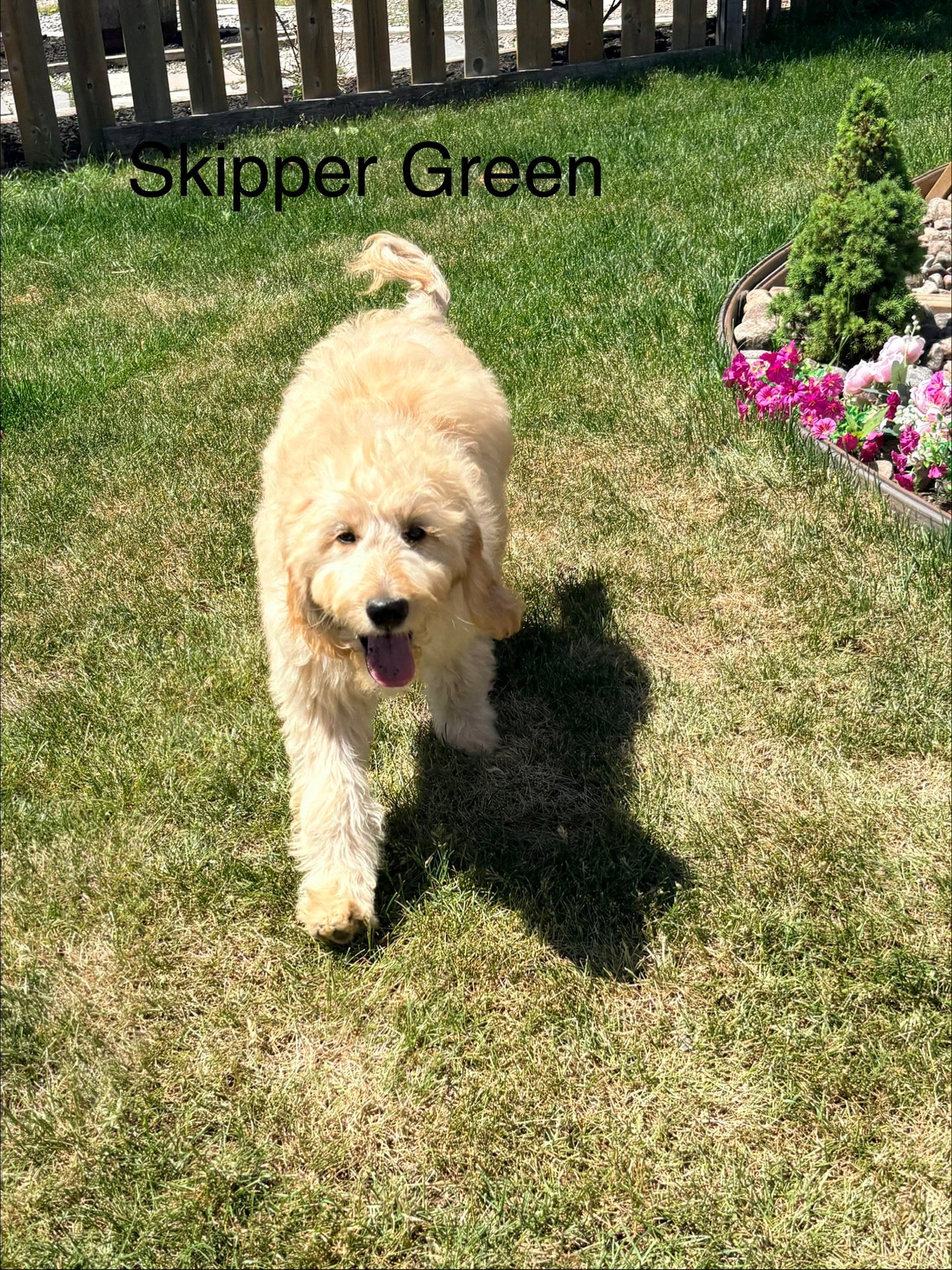 Skippers Green Collar