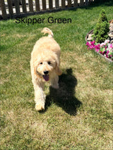 Skippers Green Collar