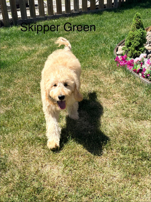 Skippers Green Collar