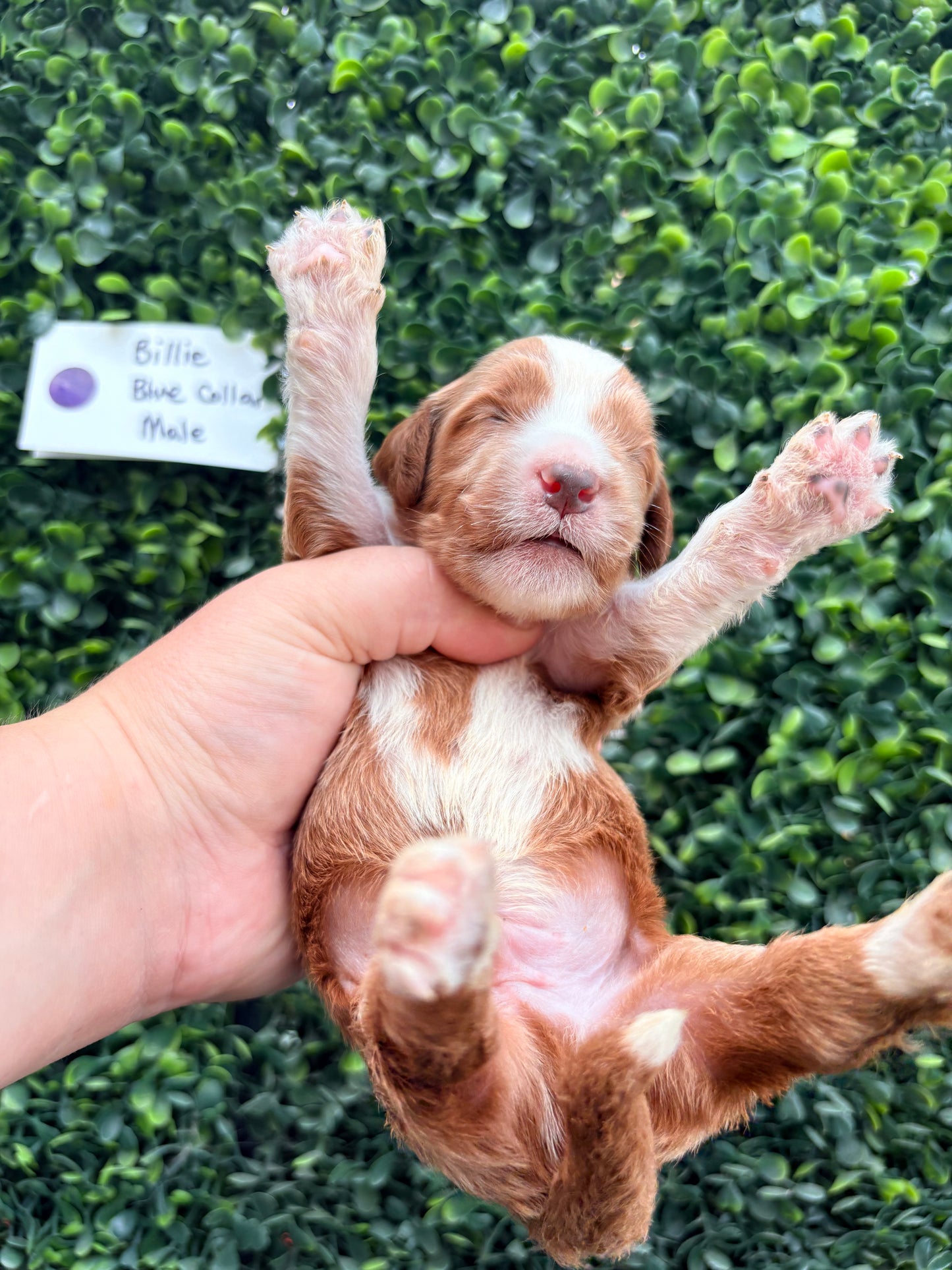 Billie's Purple Collar Female