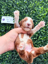 Billie's Purple Collar Female