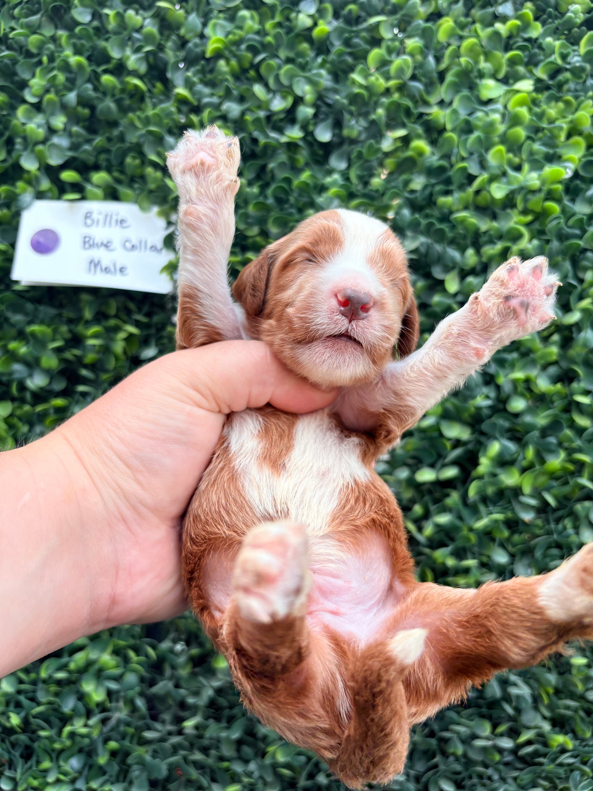 Billie's Purple Collar Female