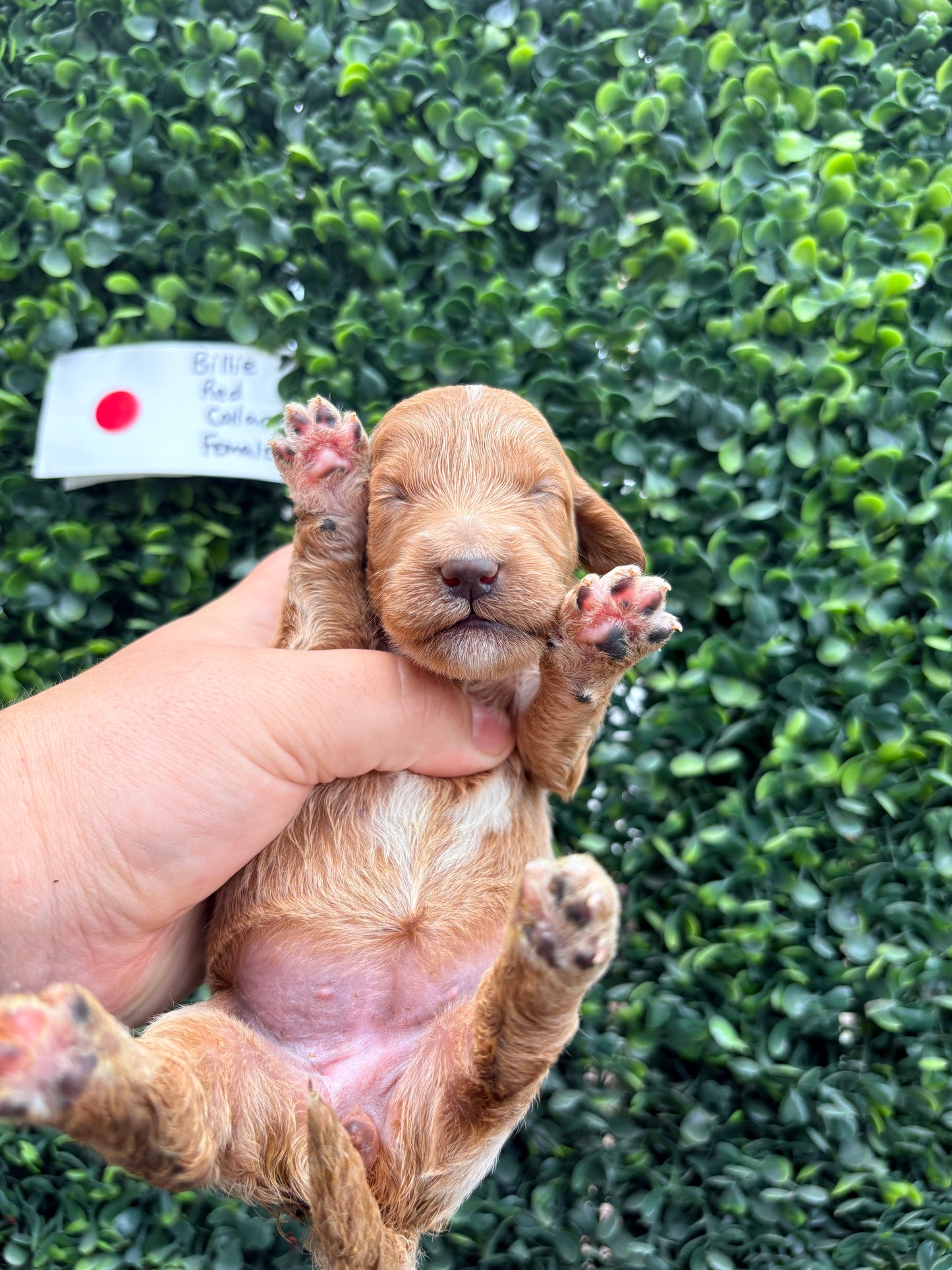 Billie's Red Collar Female