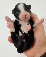 Charlie Brown Collar Male