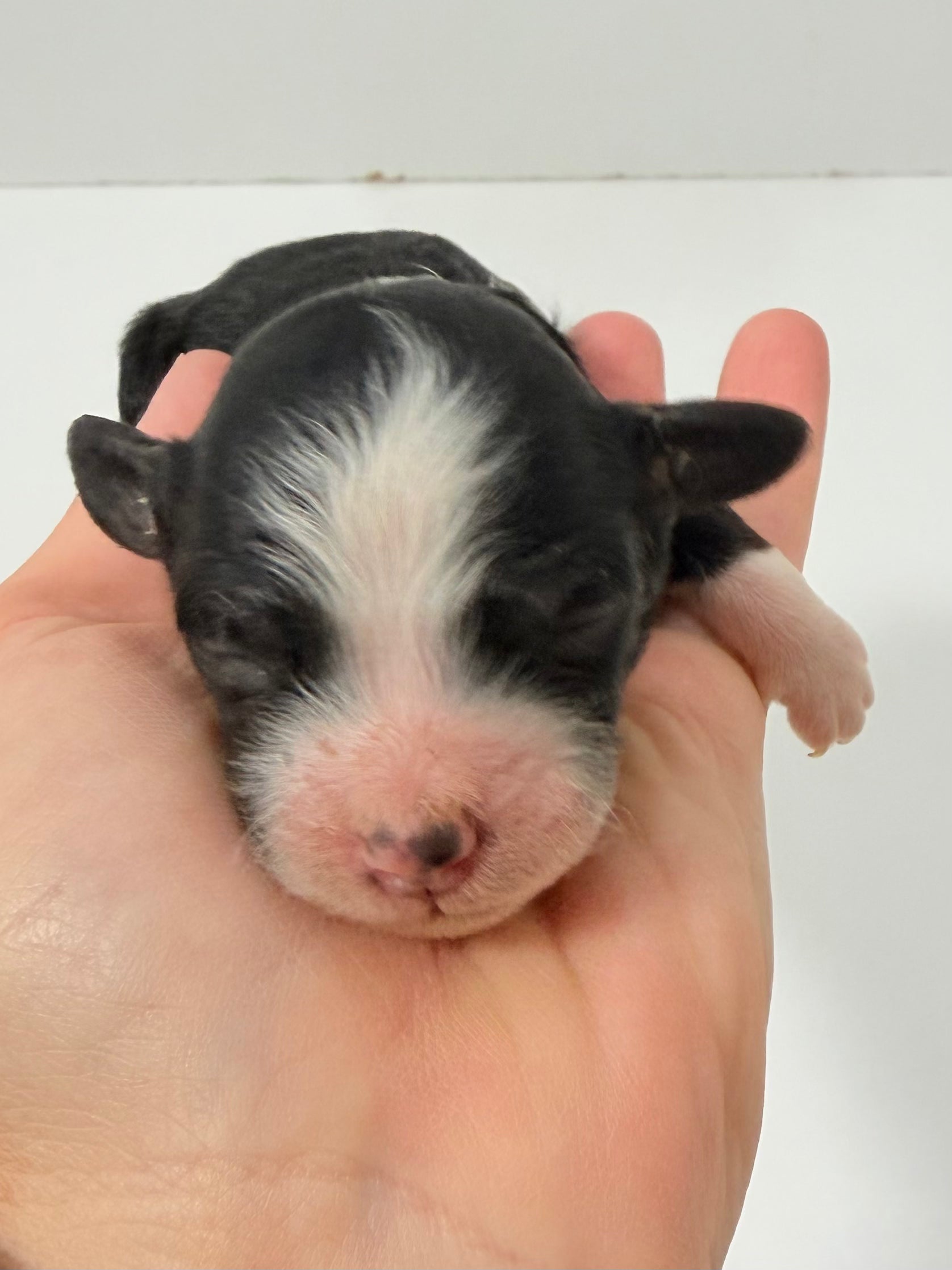 Charlie Brown Collar Male