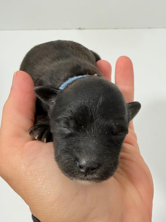Charlie Blue Collar Male