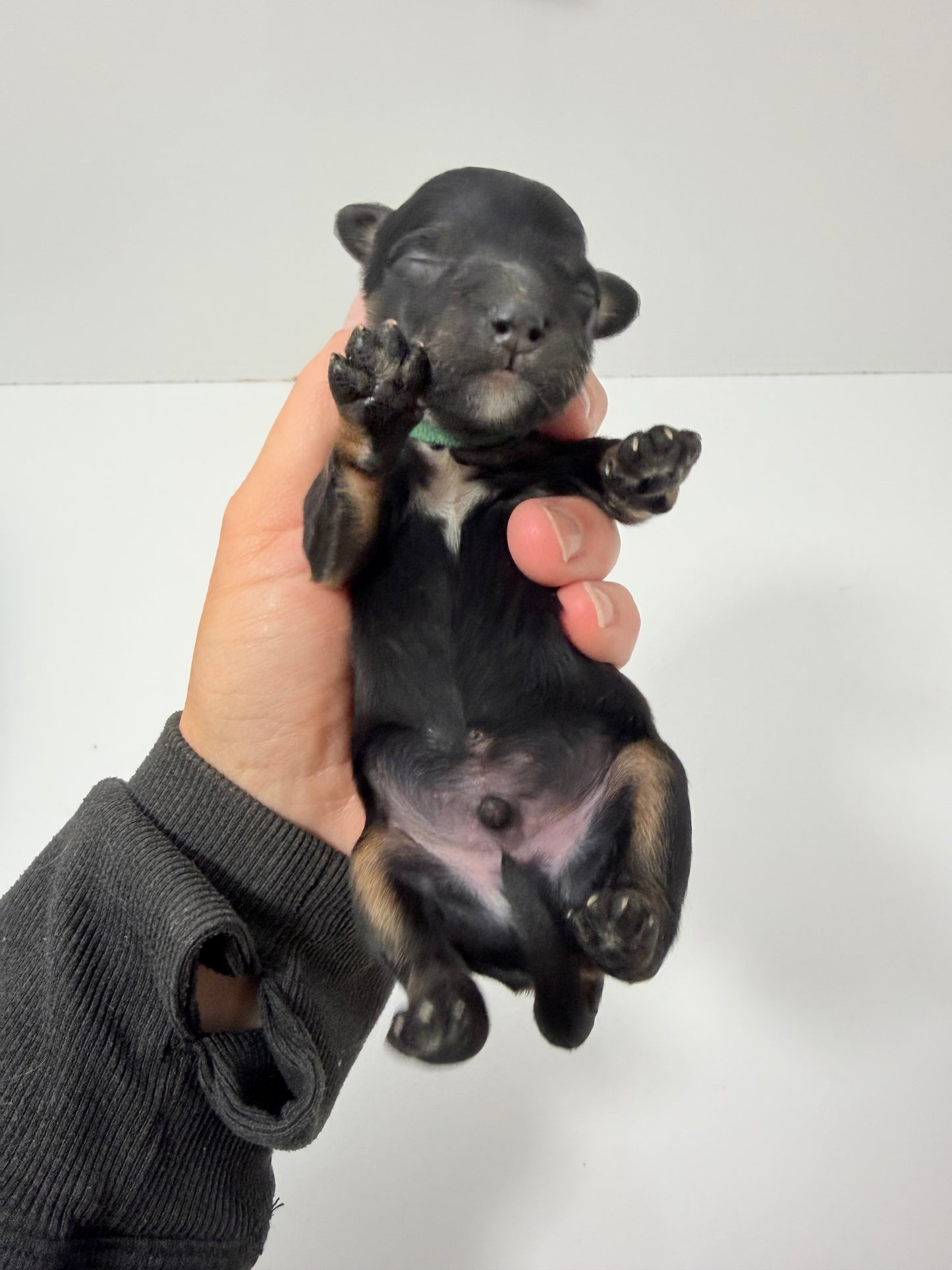 Charlie Green Collar Male