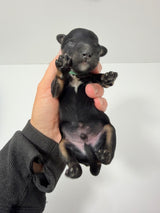 Charlie Green Collar Male