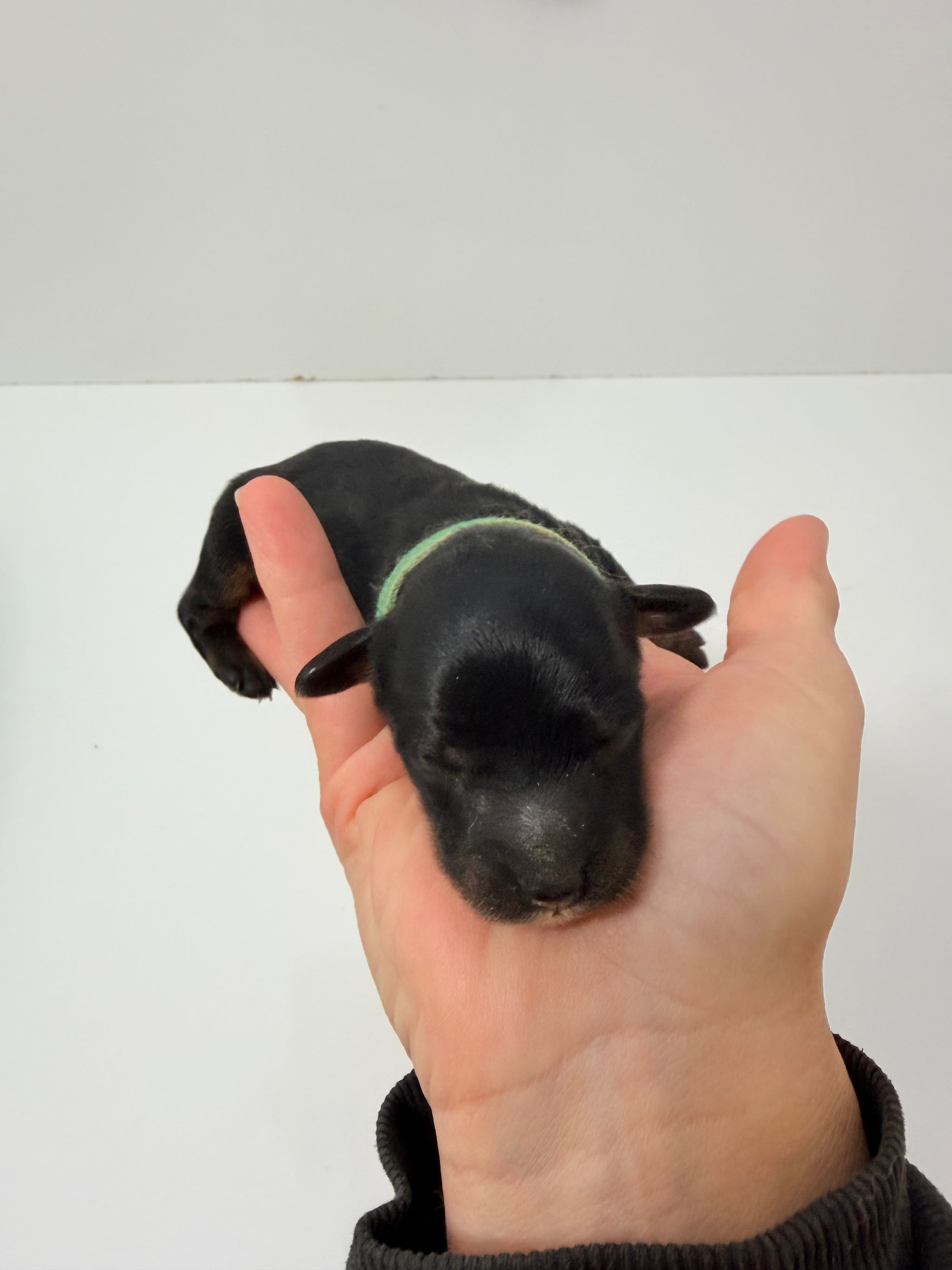 Charlie Green Collar Male