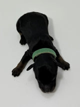 Charlie Green Collar Male