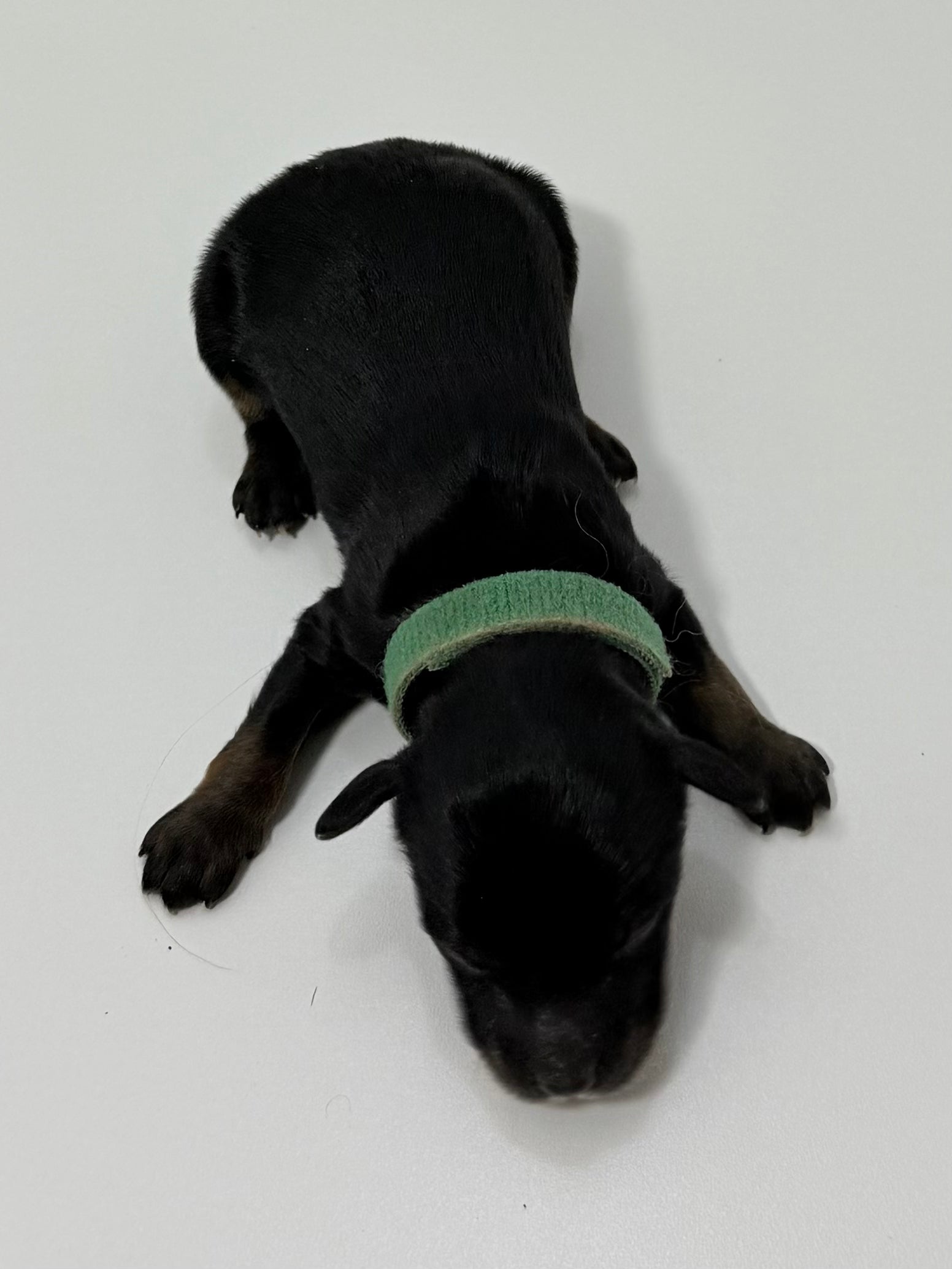 Charlie Green Collar Male