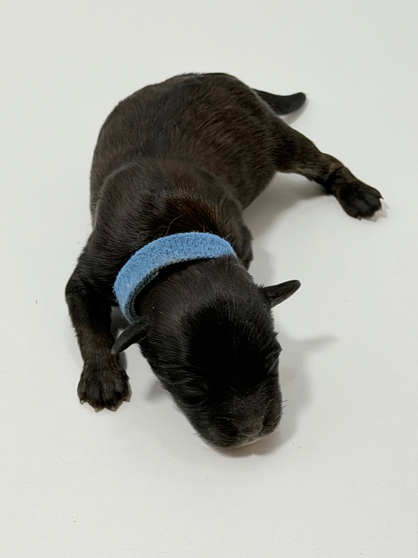 Charlie Blue Collar Male