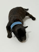 Charlie Blue Collar Male