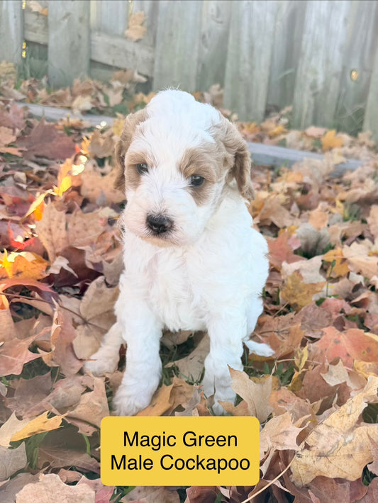 Magic Green Collar Male